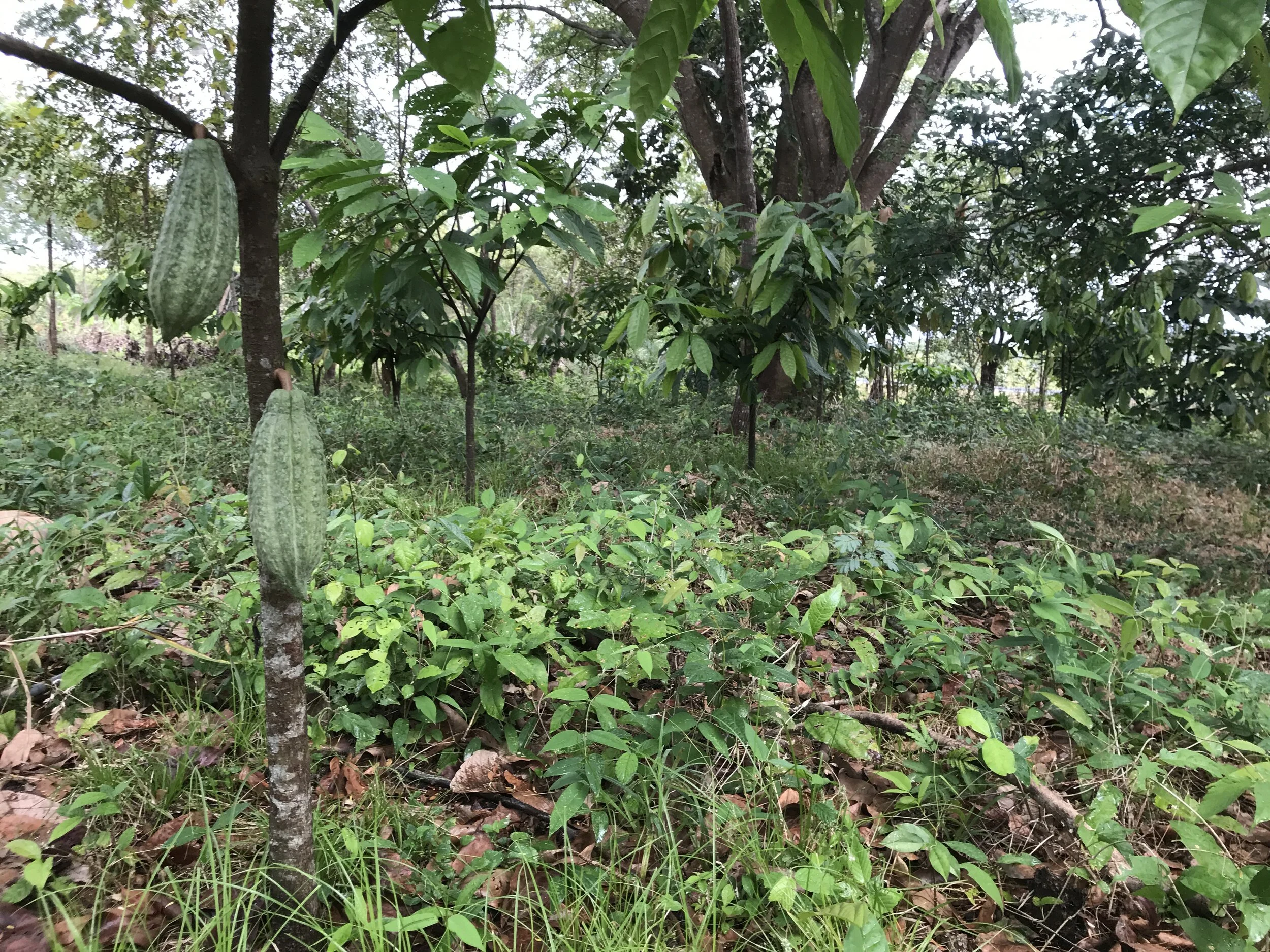 Around the property
